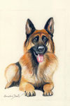 Schäferhund - Farbstiftzeichnung