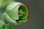 Helleborus foetidus - Fleur - Aslonnes (86) - 13 /03/2011