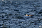 Grand dauphin - Tursiops truncatus - Moray Firth - Juillet 2008