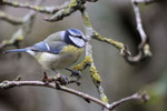 Mésange bleue - Buxerolles (86) - 24/01/2013