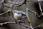 Mésange bleue - Buxerolles (86) - 24/01/2013