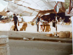wat dacht je dit is 1981