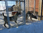 De jonkies zitten in de kennel