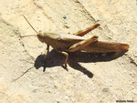 Criquet pélerin (Andalousie)