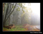 Waldnebel