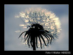 Pusteblume