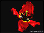 Tulpe