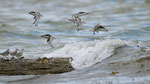 Bécasseaux sanderlings © E. LAUCHER