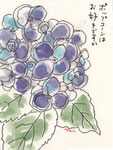 紫陽花「ポップコーン」