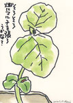 枝豆の初生葉