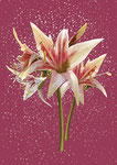 Amaryllis
