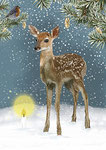 Reh Winter
