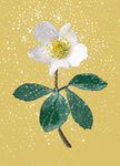 Christrose weiß