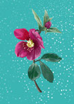 Christrose rot