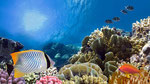 Diving and Snorkeling - Marine Attractions