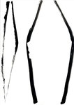 songbird_10, 2018, 29,7 x 21 cm, Chinatusche, Graphit auf Papier