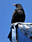 Amsel, Stade, 2018