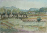 Kopfweiden in Unterstromberg, 1983, Aquarell, 25x34