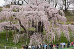 三春の滝桜　（福島県三春町）（樹齢　1,000年）