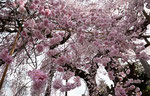 日輪寺の紅枝垂桜　（福島県本宮市）（樹齢　200年）