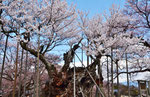 山高神代桜　実相寺（山梨県韮崎市）（樹齢　2,000年）