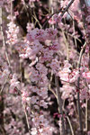 慈雲寺のイトザクラの花