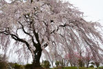 中井田の桜　（郡山市中田町）（樹齢　150年）