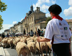 Arrivée de la transhumance sur les quais de Pauillac.