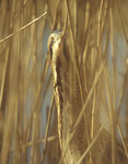 Butor étoilé à Lauwersmeer