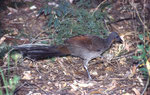 Malleefowl