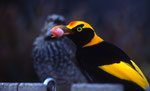 Regent Bowerbird