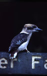 Blue-winged Kppkaburra