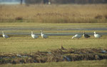 Oies des neiges autour de Lauwersmeer