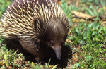 Short-beaked Echidna