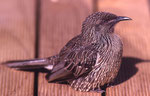 Apostlebird