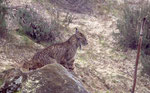 Lynx pardelle