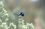 Superb Fairy-wren