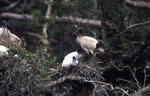 Australian white Ibis