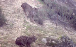 Couple de Lynx pardelle