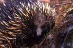 Short-beaked Echidna