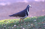 Wonga Pigeon