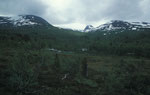 Parc national de Dovrefjell