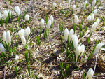 Weisse Krokusse im zeitigen Frühjahr