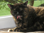 Peggy © Helfensteinhof Weiler o.H.