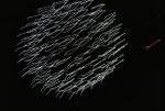 "Lichtspiele"    2010