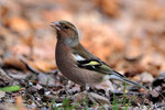 Fringuello  Fringilla coelebs  , Valle di Muggio , Svizzera.   Info;  Nikon D3S + 500mm f4 Nikon  a f6.3  1/1000 a ISO 2000