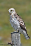 Biancone ( maschio ) Circaetus gallicus , Valle di Muggio , Ticino, Svizzera .  Info ;  Nikon D850 + 500mm f/4 Nikon a  f/8 1/2500sec a ISO 1000