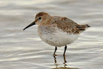 Piovanello pancianera  in abito invernale  Calidris alpina , Turgovia , Svizzera.   Info ; Nikon D2X + 300mm f2.8 Nikon + TC20E Nikon a f8  1/250 a ISO 500