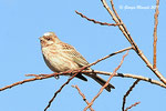 Zigolo golarossa  Emberiza leucocephalos ,  Tenero , Ticino , Svizzera .   Info ; Nikon D810 + 500 mm f/4 + TC1,4 Nikon dimenzioni in 1,5 x a f/7.1  1/3200 sec a ISO 32000.