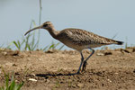 Chiurlo piccolo   Numenius phaeopus , Crova , Piemonte , Italia.   Info , Nikon D2X + 300mm f2.8 Nikon + TC20E Nikon a f6.3  1/1000 a ISO 200